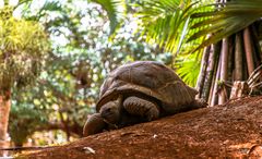 Seychellen-Riesenschildkröte