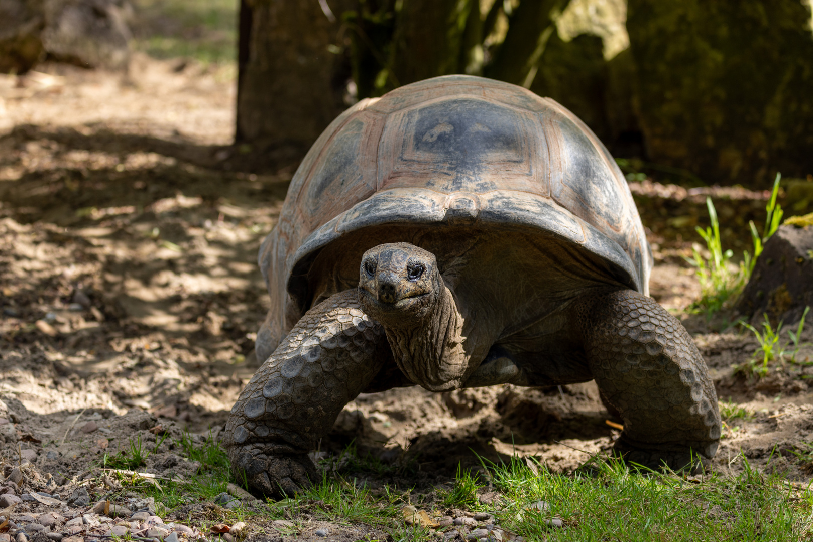 Seychellen-Riesenschildkröte