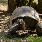 Seychellen-Riesenschildkröte