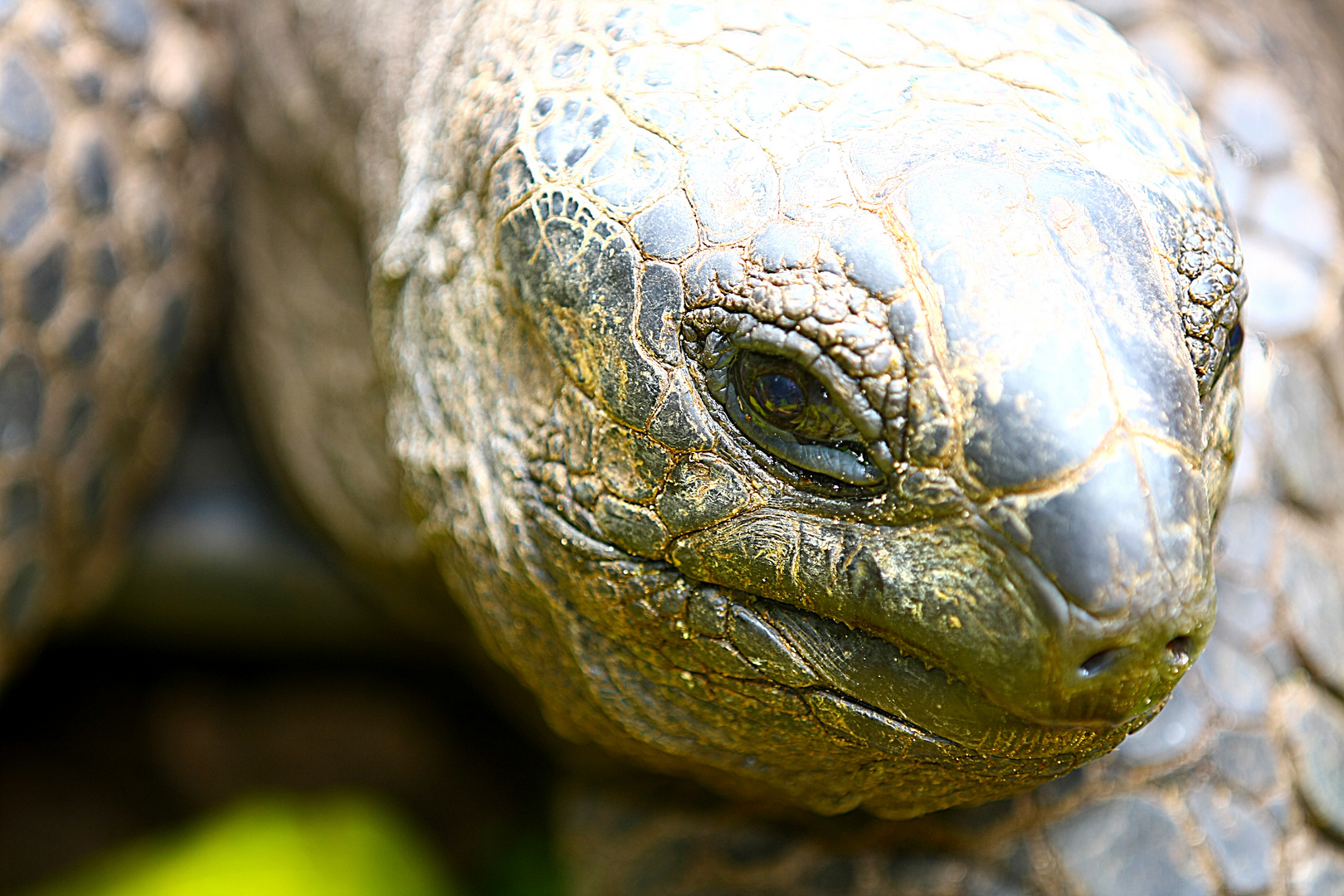 Seychellen-Riesenschildkröte