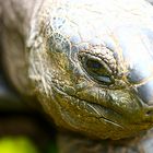 Seychellen-Riesenschildkröte