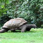 Seychellen Riesenschildkröte
