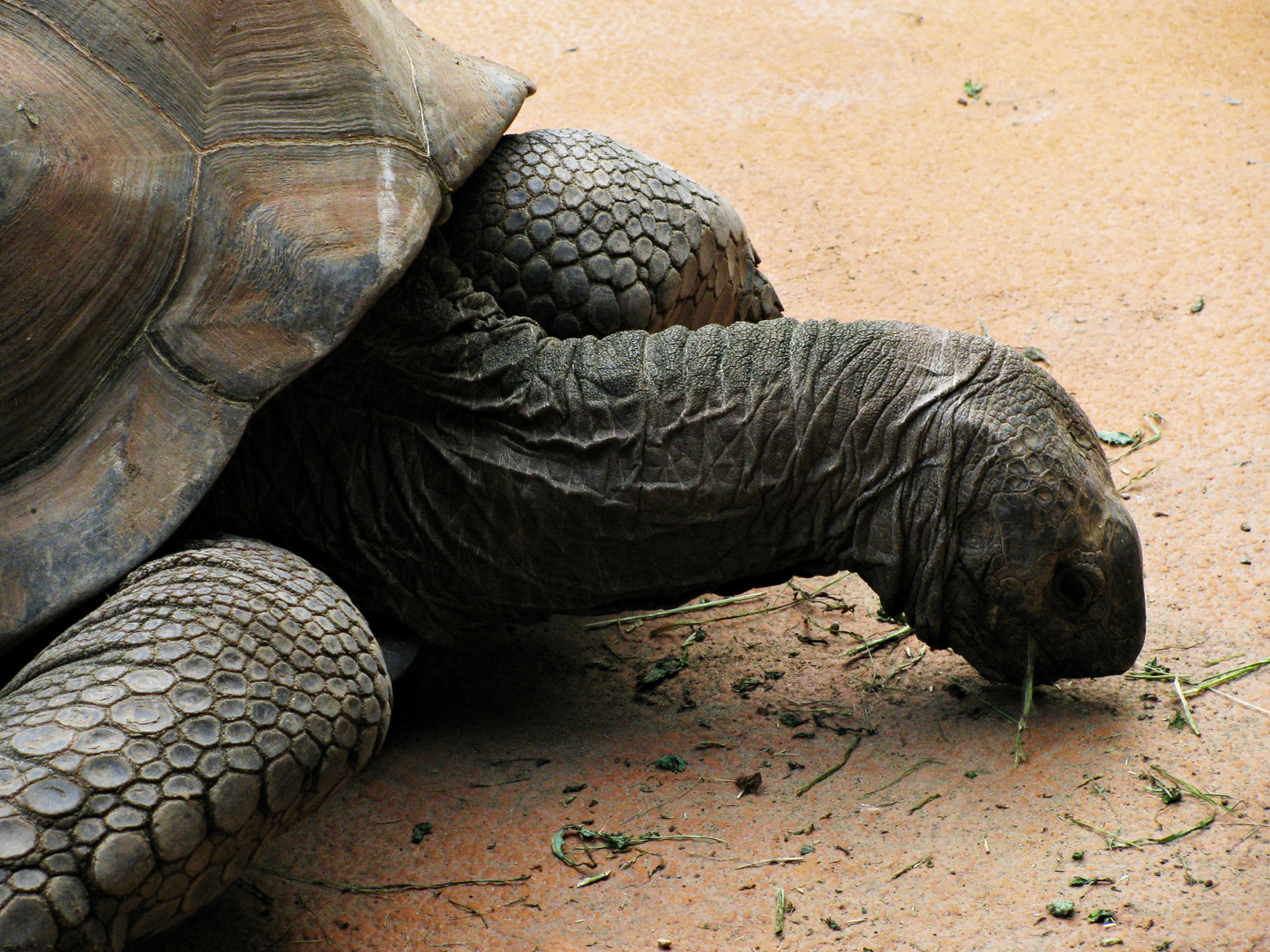 Seychellen Riesenschildkröte