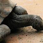 Seychellen Riesenschildkröte