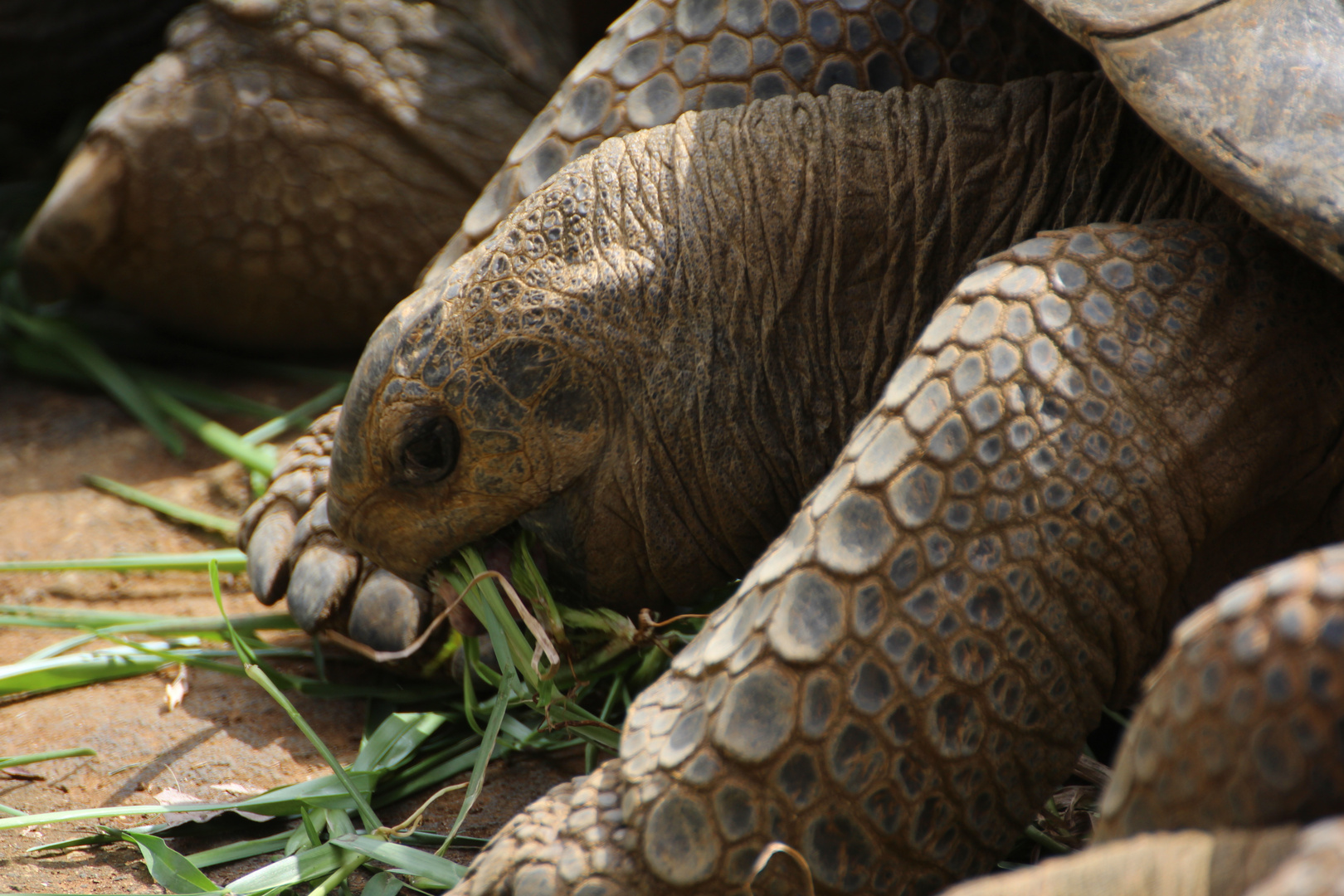 Seychellen-Riesenschildkröte