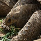 Seychellen-Riesenschildkröte