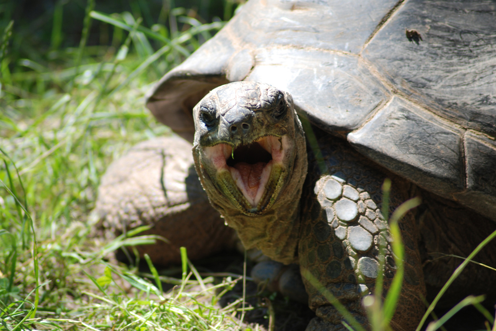 Seychellen-Riesenschildkröte aufgenommen im Vivarium in Darmstadt