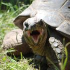 Seychellen-Riesenschildkröte aufgenommen im Vivarium in Darmstadt