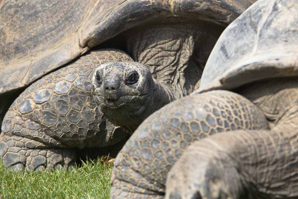 Seychellen-Riesenschildkröte