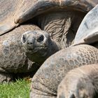 Seychellen-Riesenschildkröte