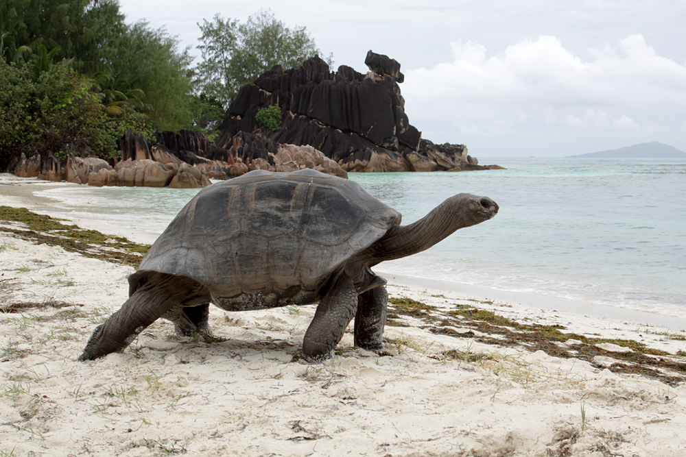 Seychellen-Riesenschildkröte