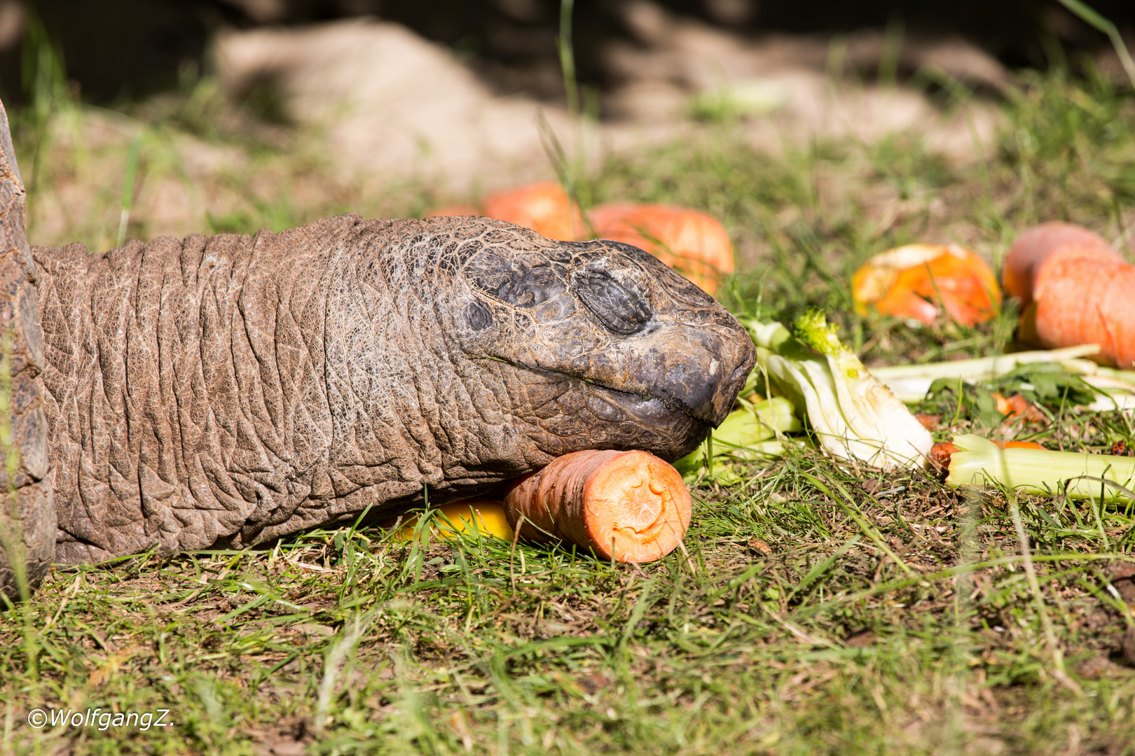 Seychellen-Riesenschildkröte