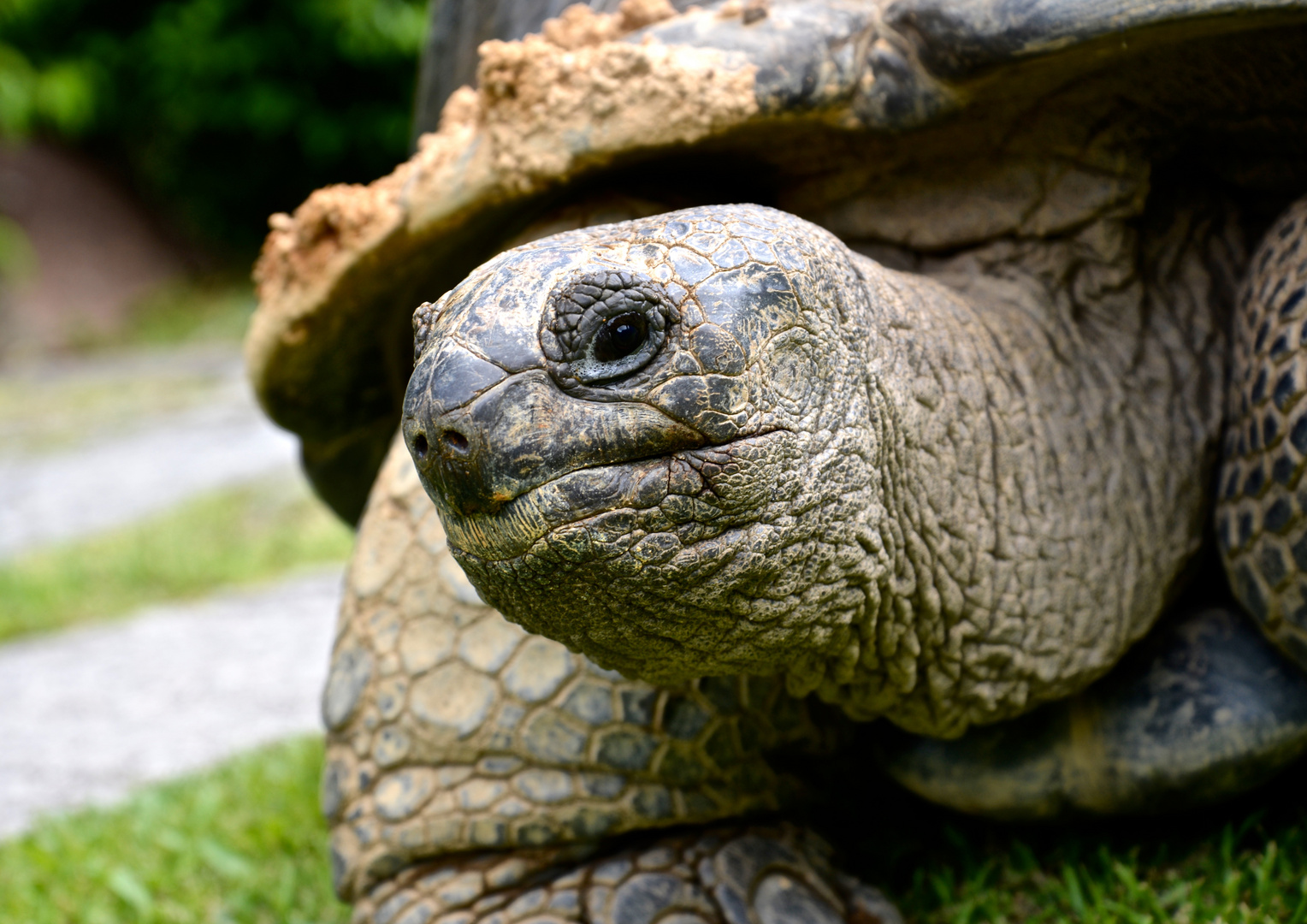 Seychellen-Riesenschildkröte