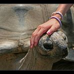 Seychellen-Riesenschildkröte II