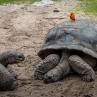 Seychellen-Riesenschildkröten....