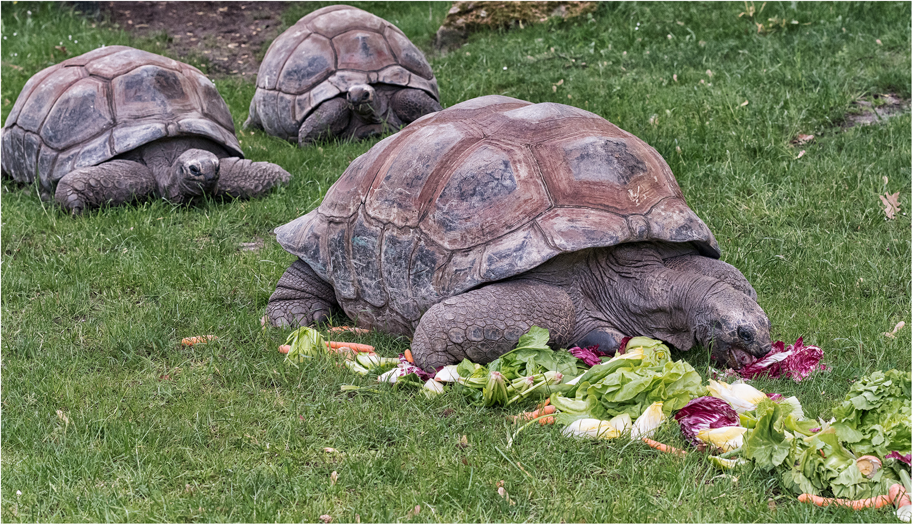 Seychellen-Riesenschildkröten