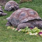 Seychellen-Riesenschildkröten