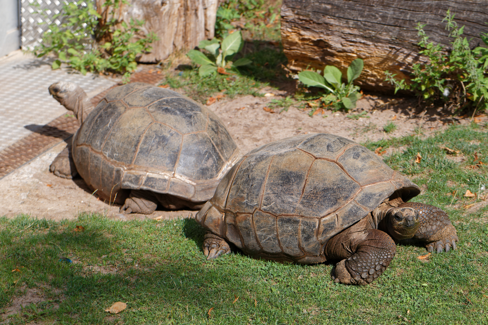 Seychellen Schildkröte