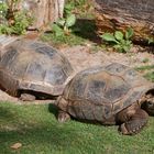 Seychellen Schildkröte