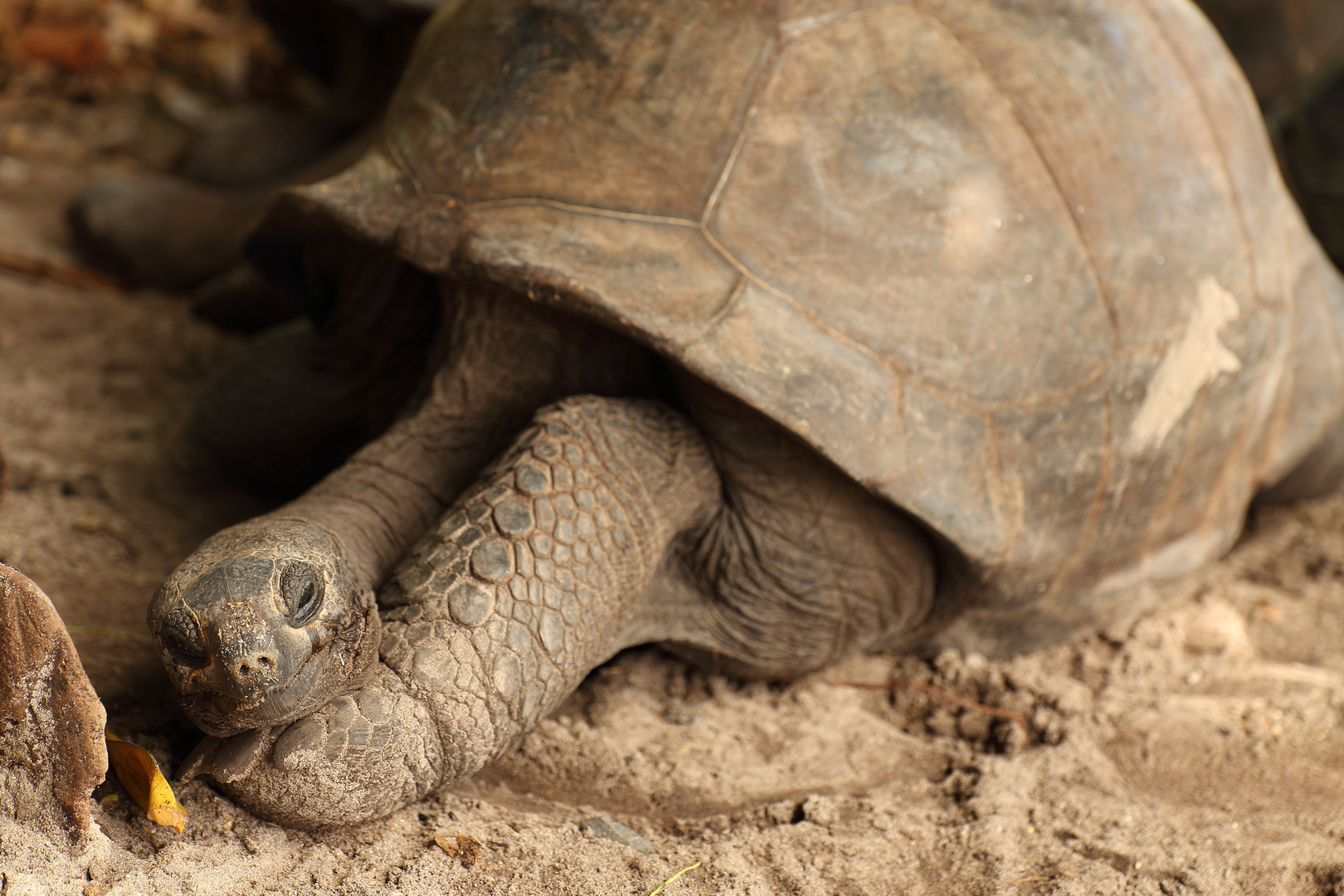 Seychellen Schildkröte