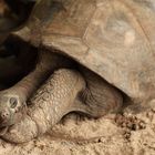 Seychellen Schildkröte