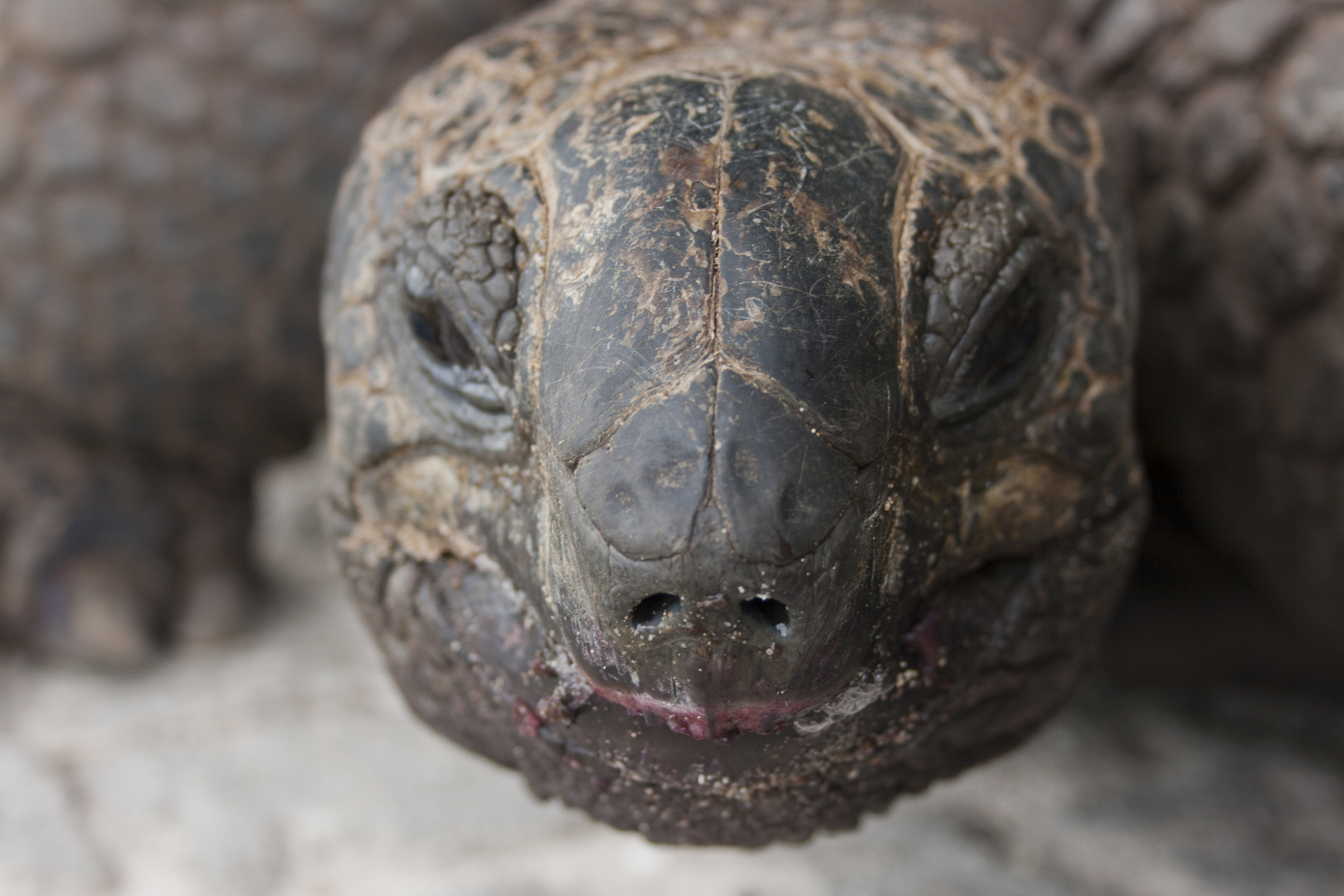 Seychellen-Schildkröte