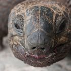 Seychellen-Schildkröte