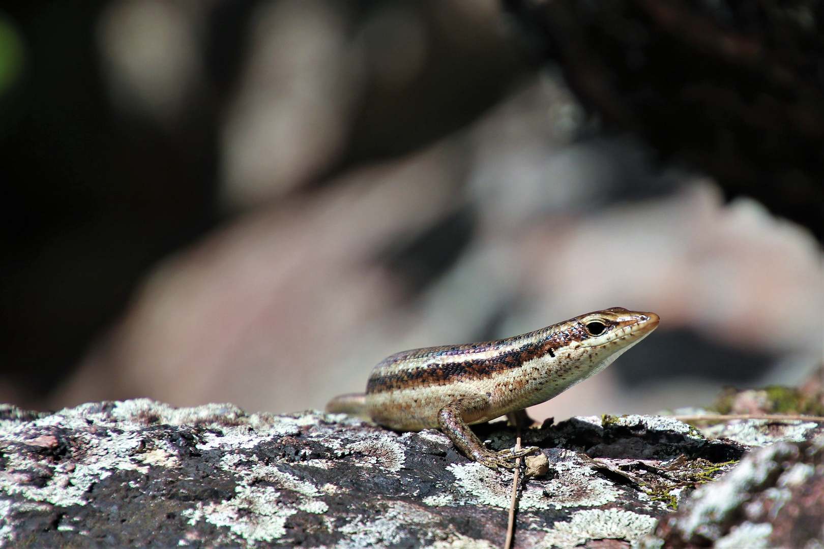 Seychellen-Skink