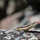 Seychellen-Skink