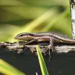 Seychellen Skink