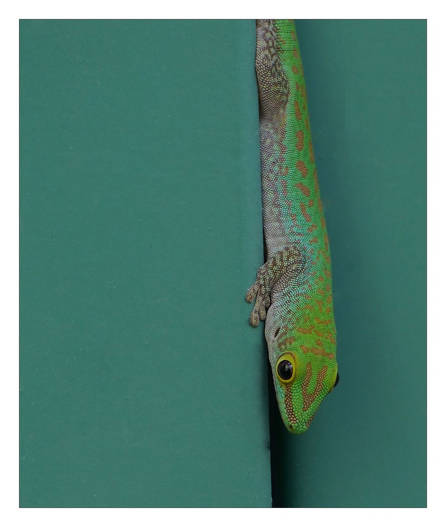 Seychellen Tagesgecko