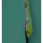 Seychellen Tagesgecko