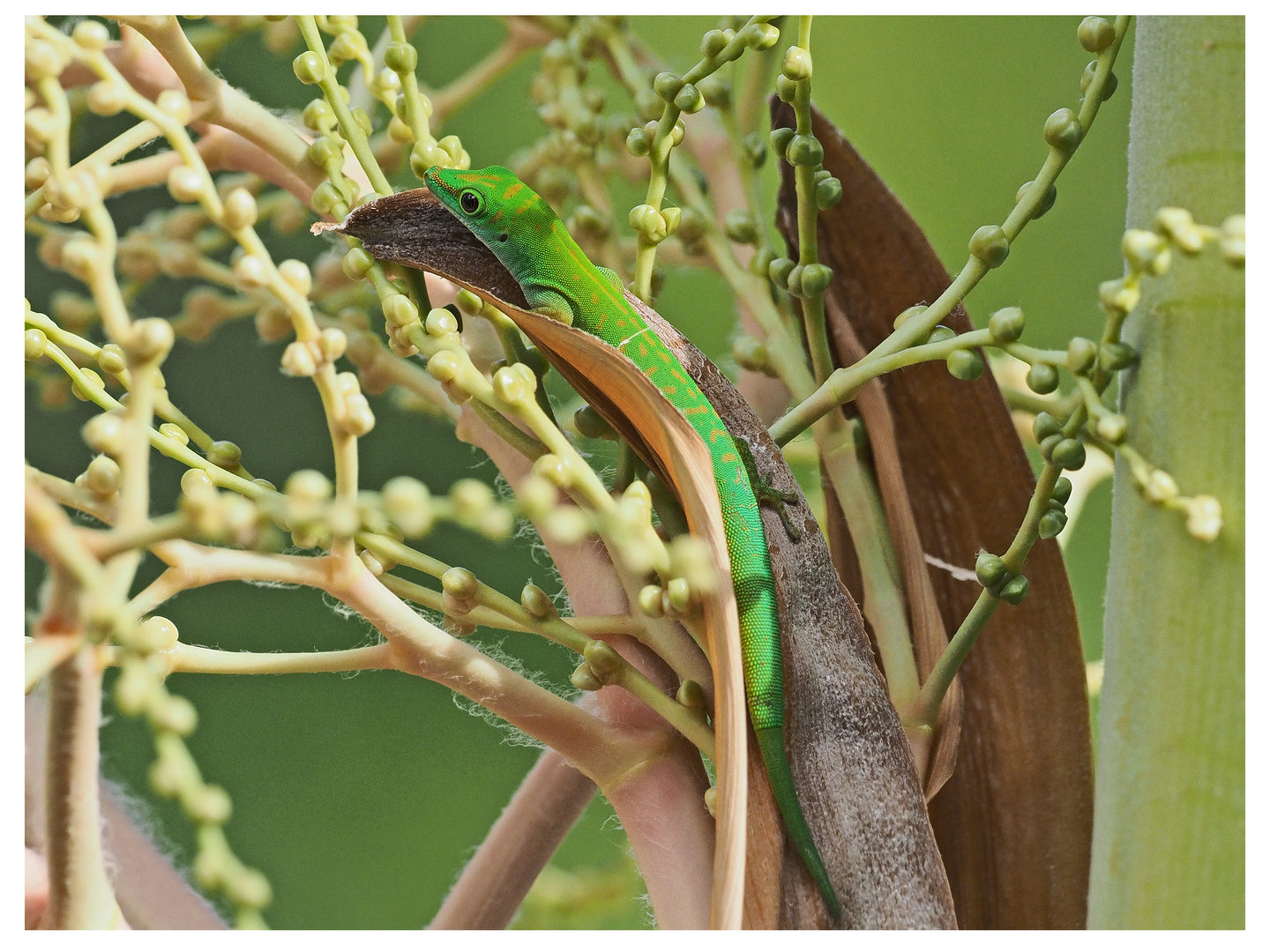 Seychellen Taggecko 