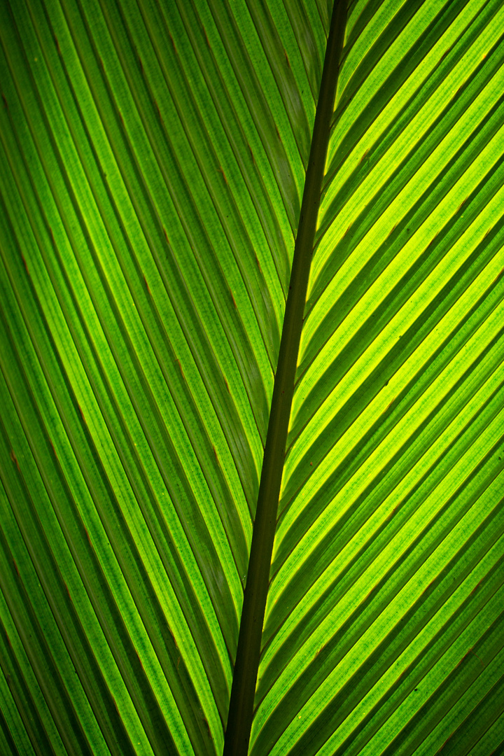 Seychellen Vallee de Mai - 3-068