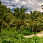 Seychellen Wildlife authentisch