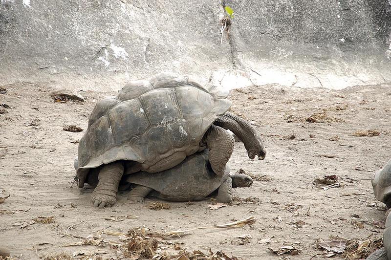 Seychellenriesenschildkröte, die "Machart"