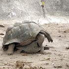 Seychellenriesenschildkröte, die "Machart"