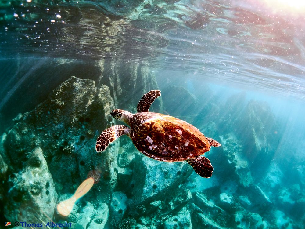 Seychellen_Schildkröte-22_17-03-23