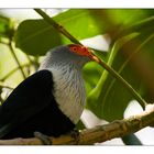 Seychelles Blue Pigeon, Warzenfruchttaube