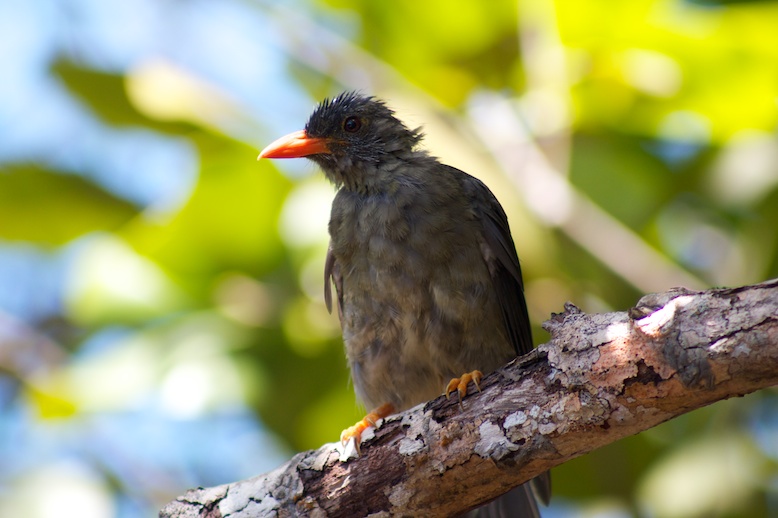 Seychelles Bulbul