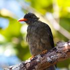 Seychelles Bulbul