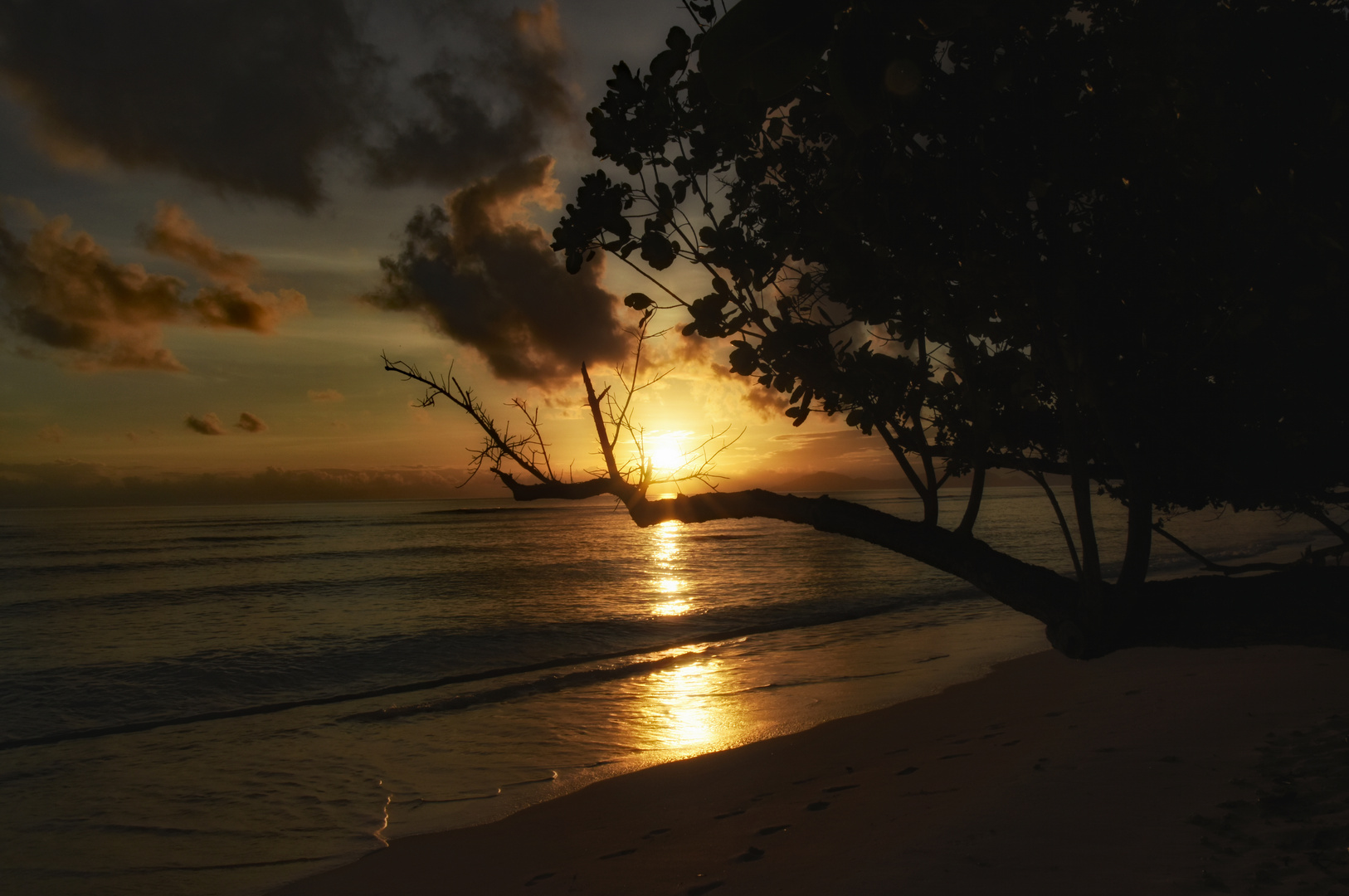 Seychelles  Der frühe Vogel fängt den Wurm 