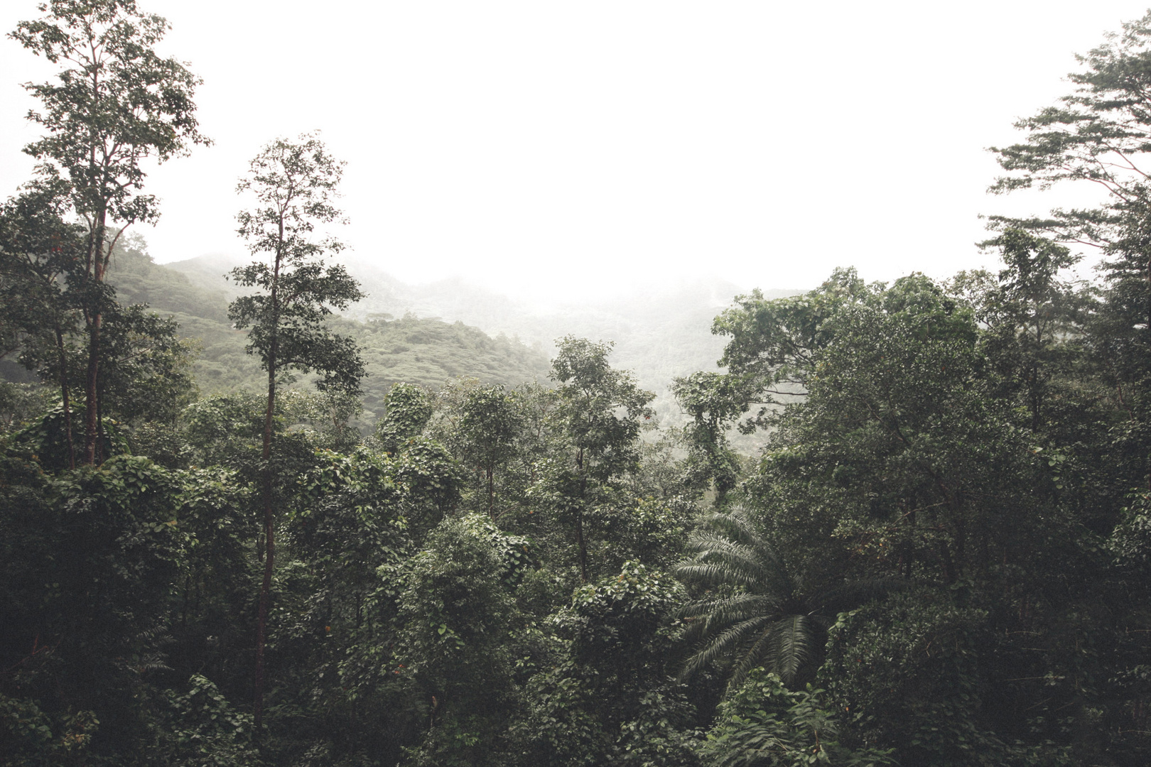 Seychelles Forest