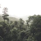 Seychelles Forest