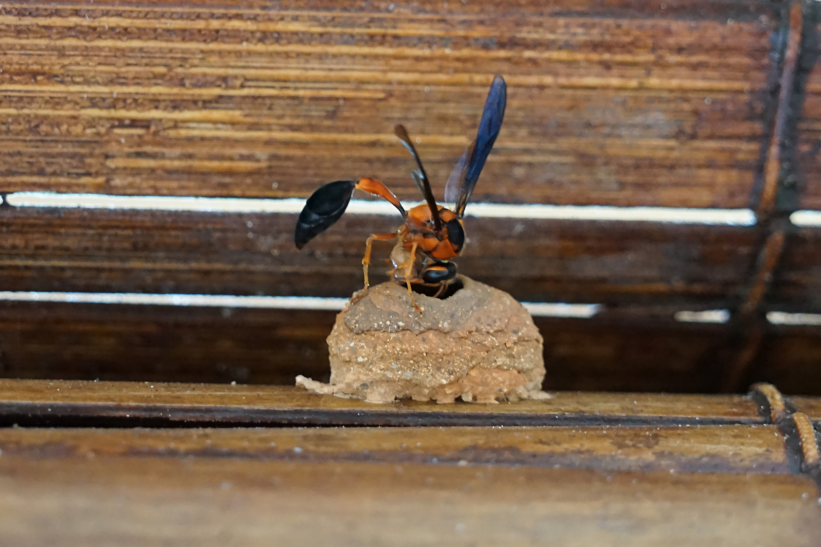 Seychelles potter wasp (Delta alluaudi)