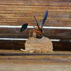 Seychelles potter wasp (Delta alluaudi)