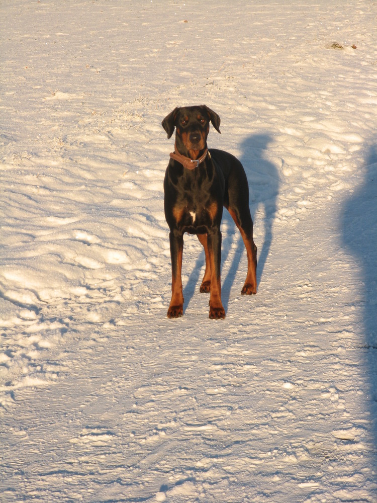 Seytan im Schnee