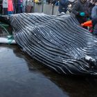 Sezierung eines Buckelwales im Hirtshals Oceanarium