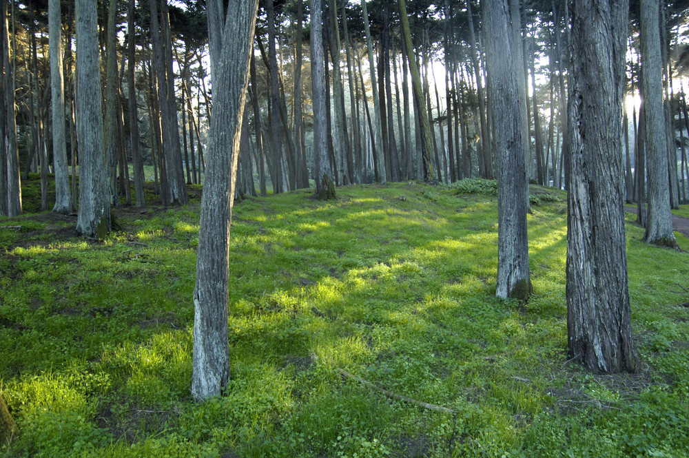 SF Presidio