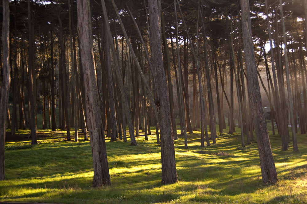 SF Presidio